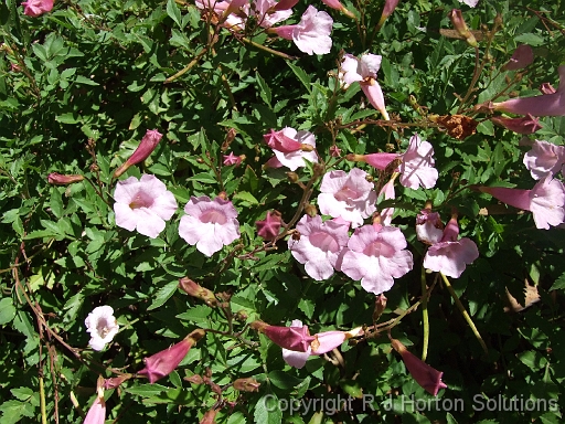 Incarvillea Mt Macedon